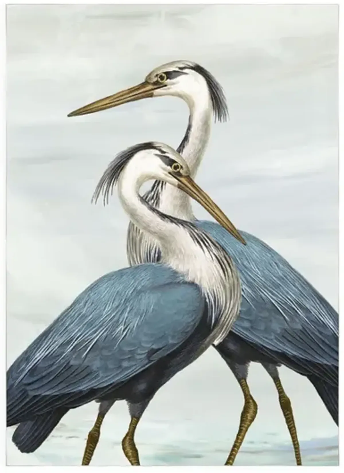 Magnificent Blue Herons I Framed Canvas
