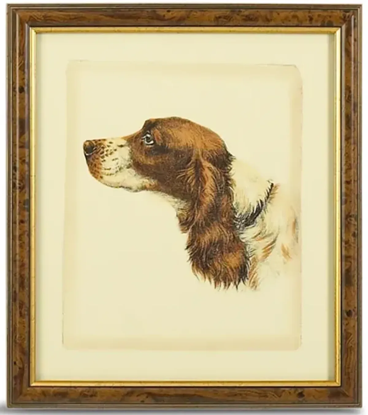 Danchin Cocker Spaniel Framed Art