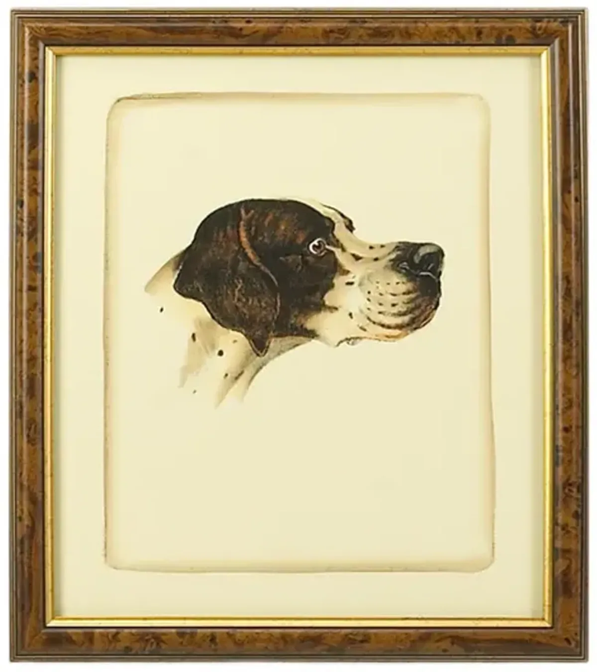 Danchin Pointer Framed Art