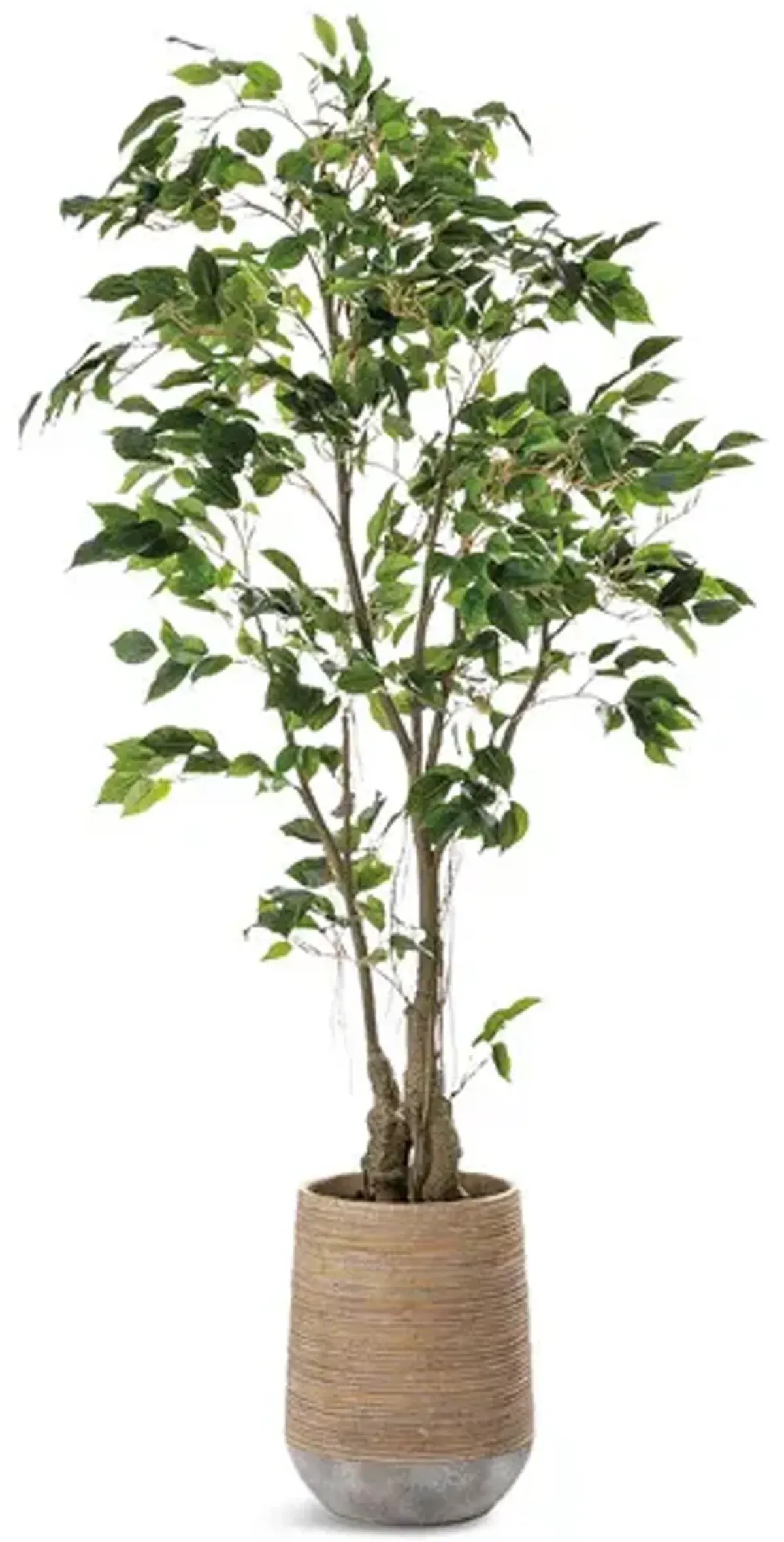 68  Ficus Tree