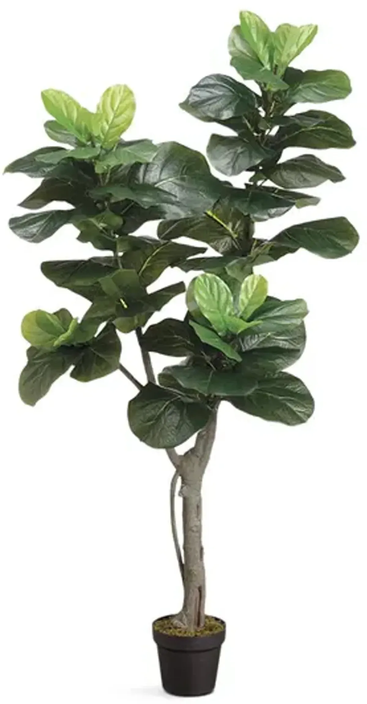 5  Fiddle Plant