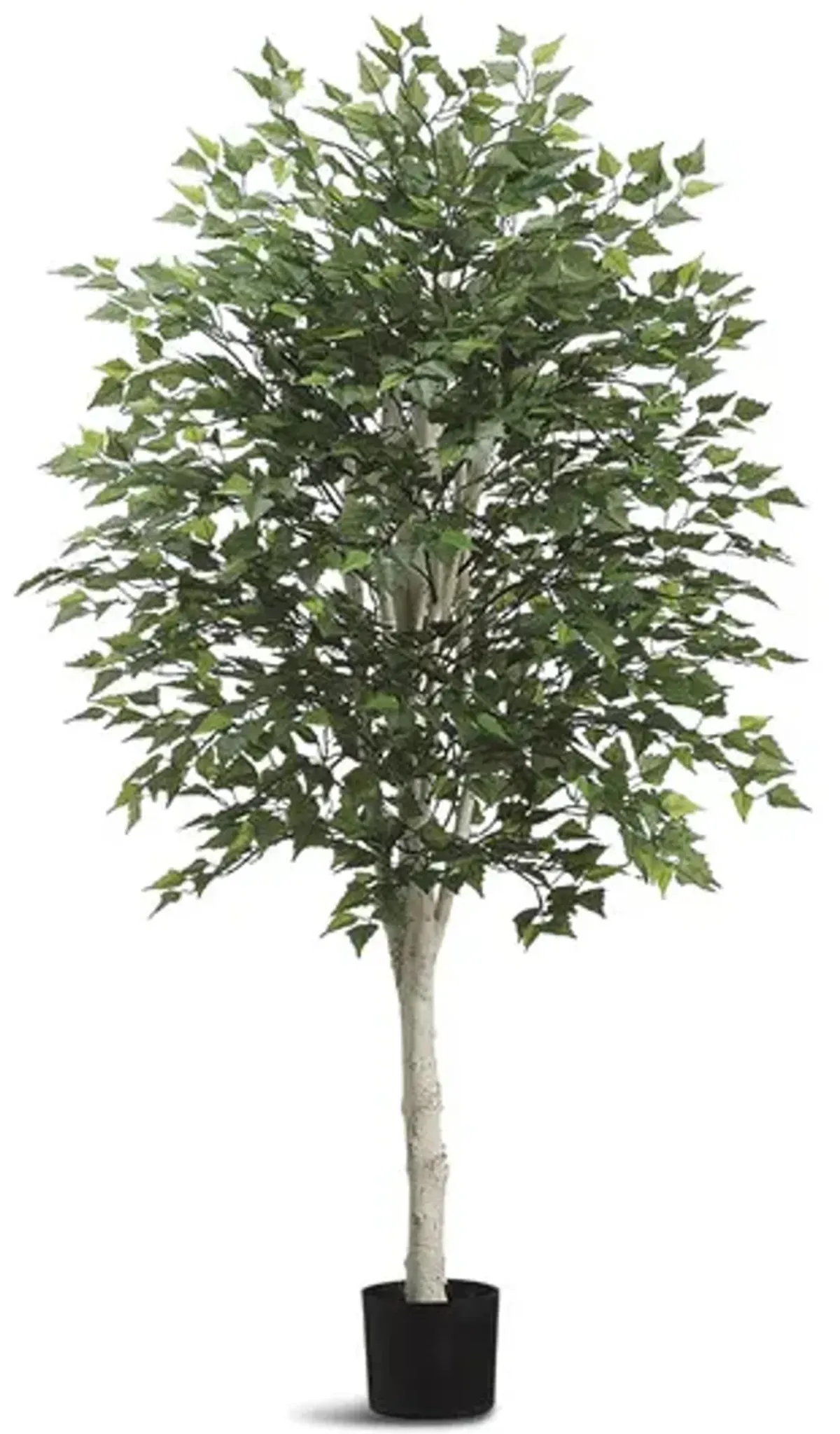 5  Birch Tree