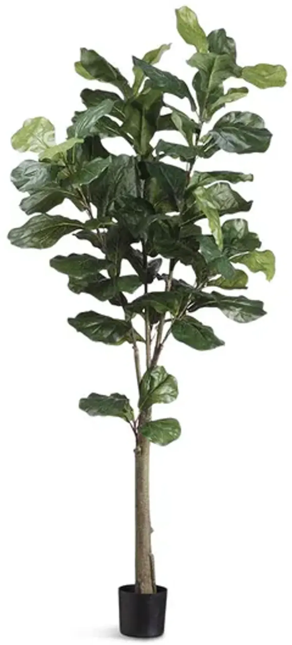 5  Fiddle Tree