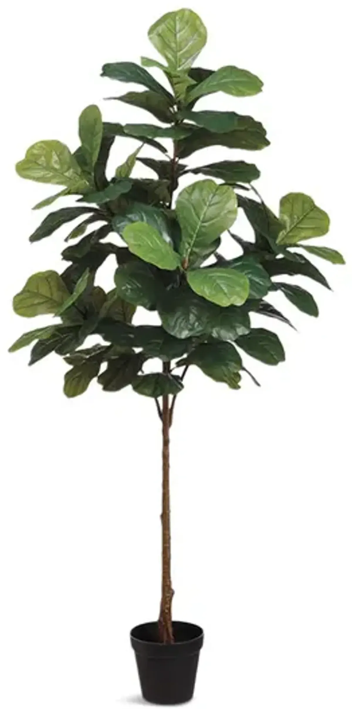 6  Fiddle Tree
