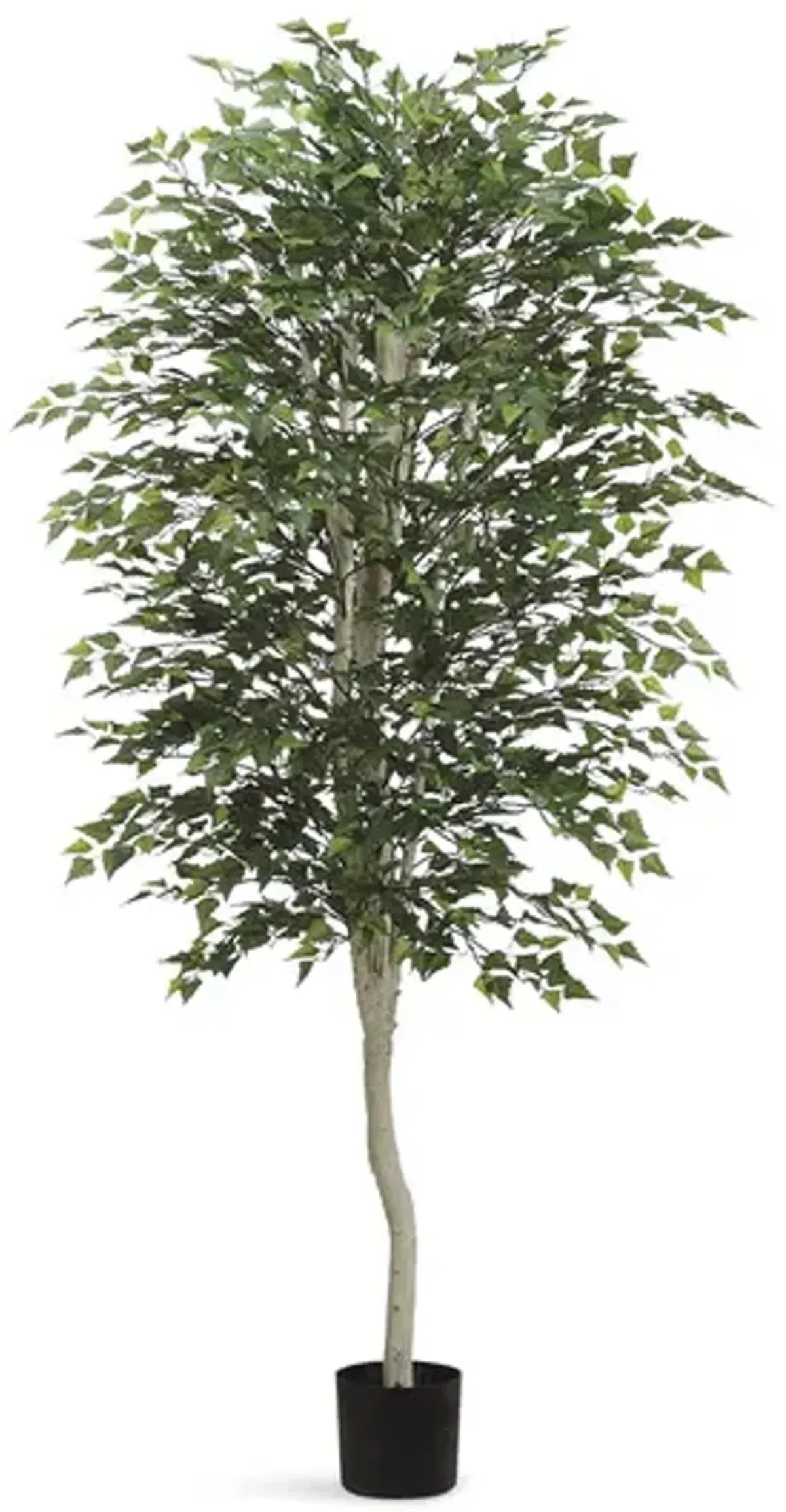 7  Birch Tree