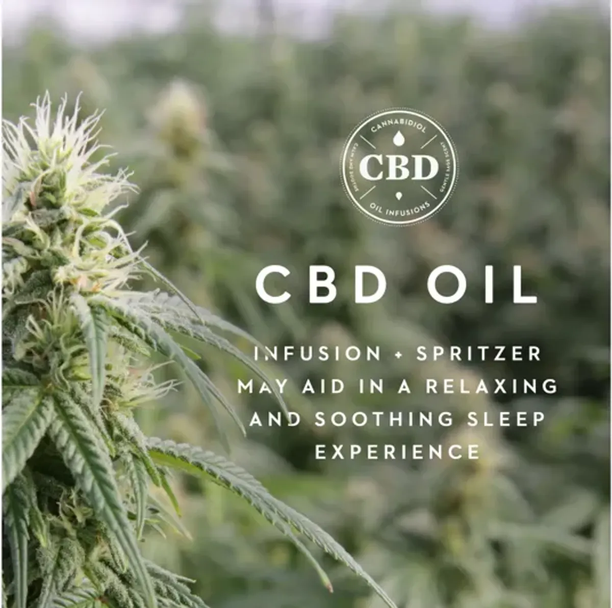 Zoned ActiveDough® + CBD Oil Queen