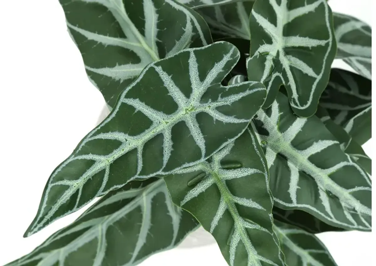 Set of 2 Faux Alocasia Plants in Cement Pots