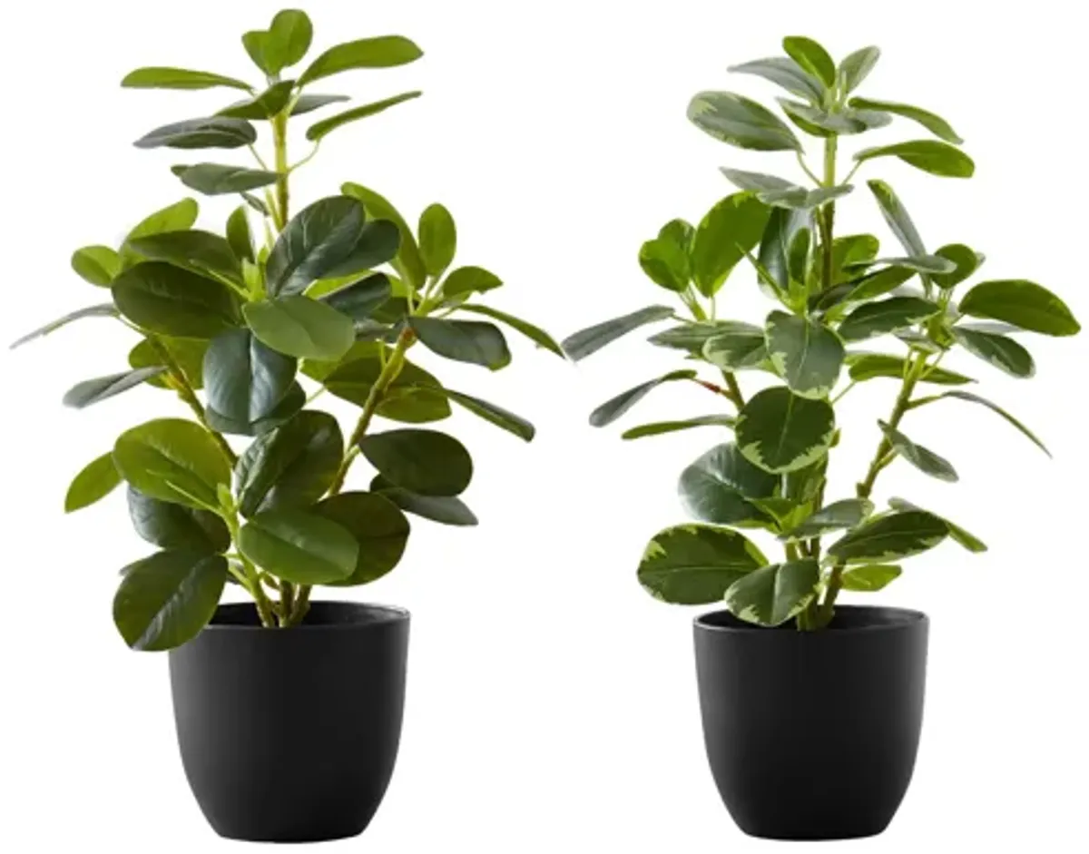 Set of 2 Faux Ficus Plants