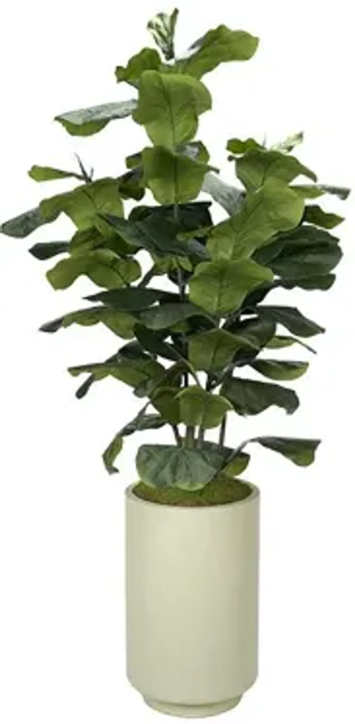 Big Leaf Fiddle Leaf Fig in Rainey Planter 7′