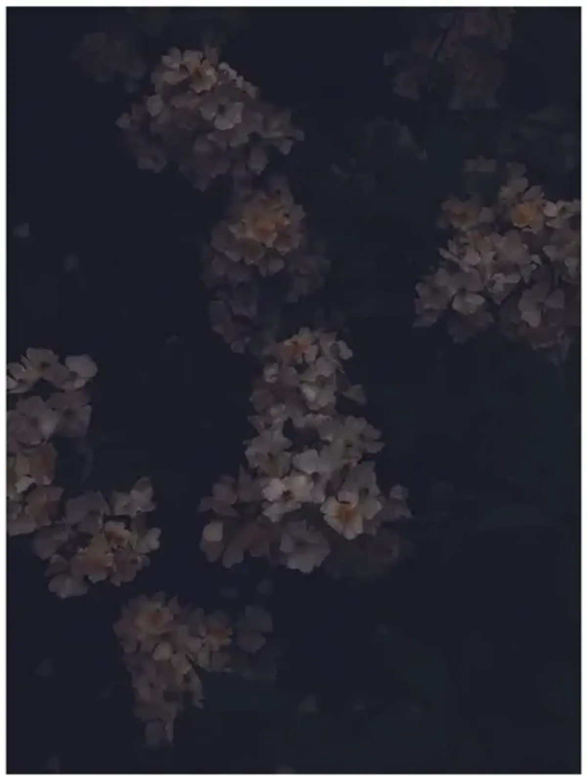 Night Flowers 09 12" x 16" by Sarah Rice