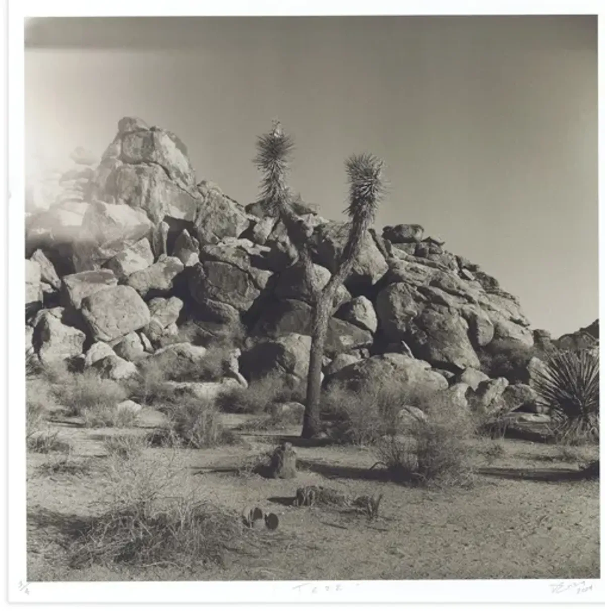 Lookout: Tree by Danya Ensing