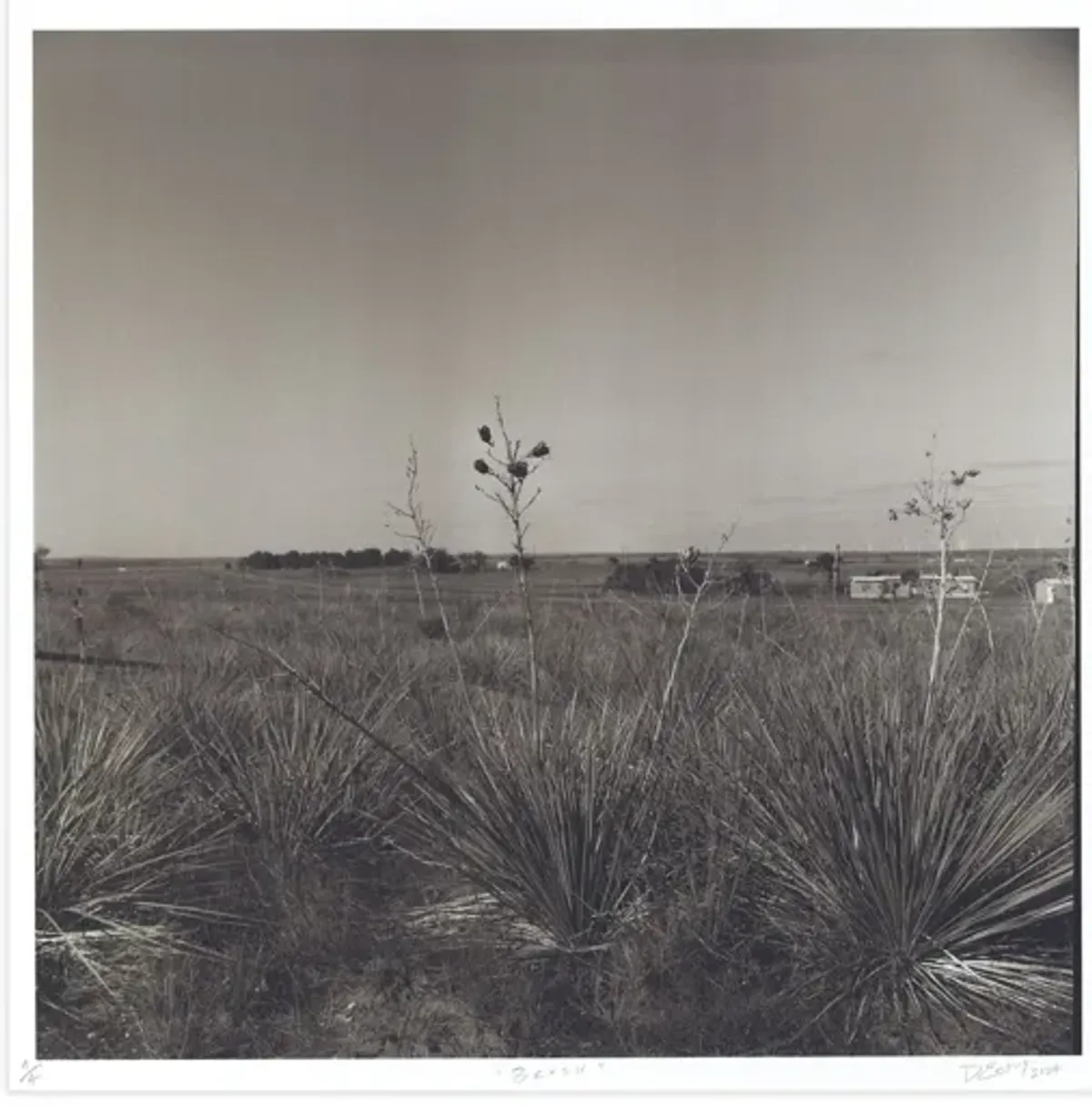 Lookout: Brush by Danya Ensing