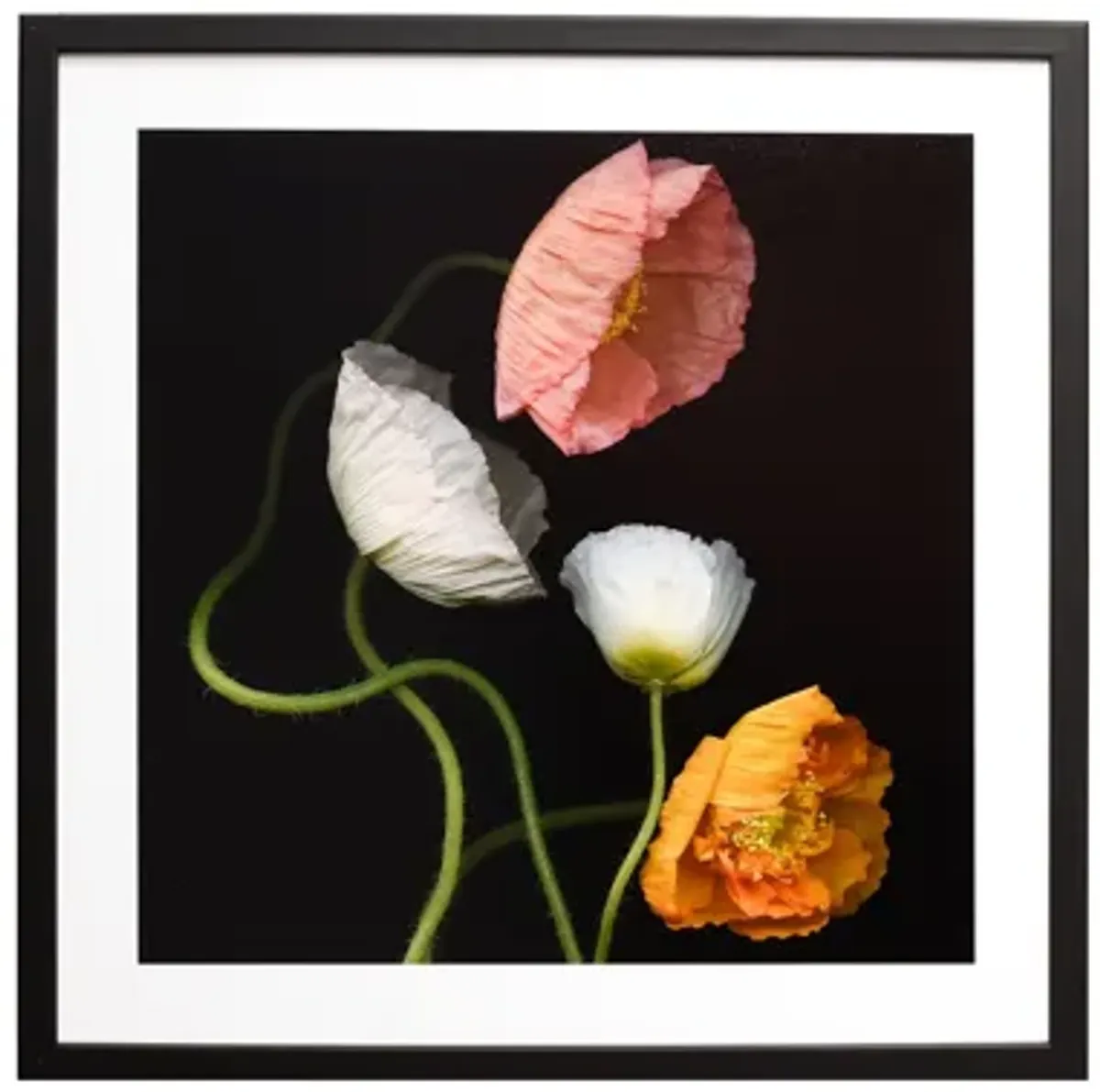 Icelandic Poppies by Laurie tennent