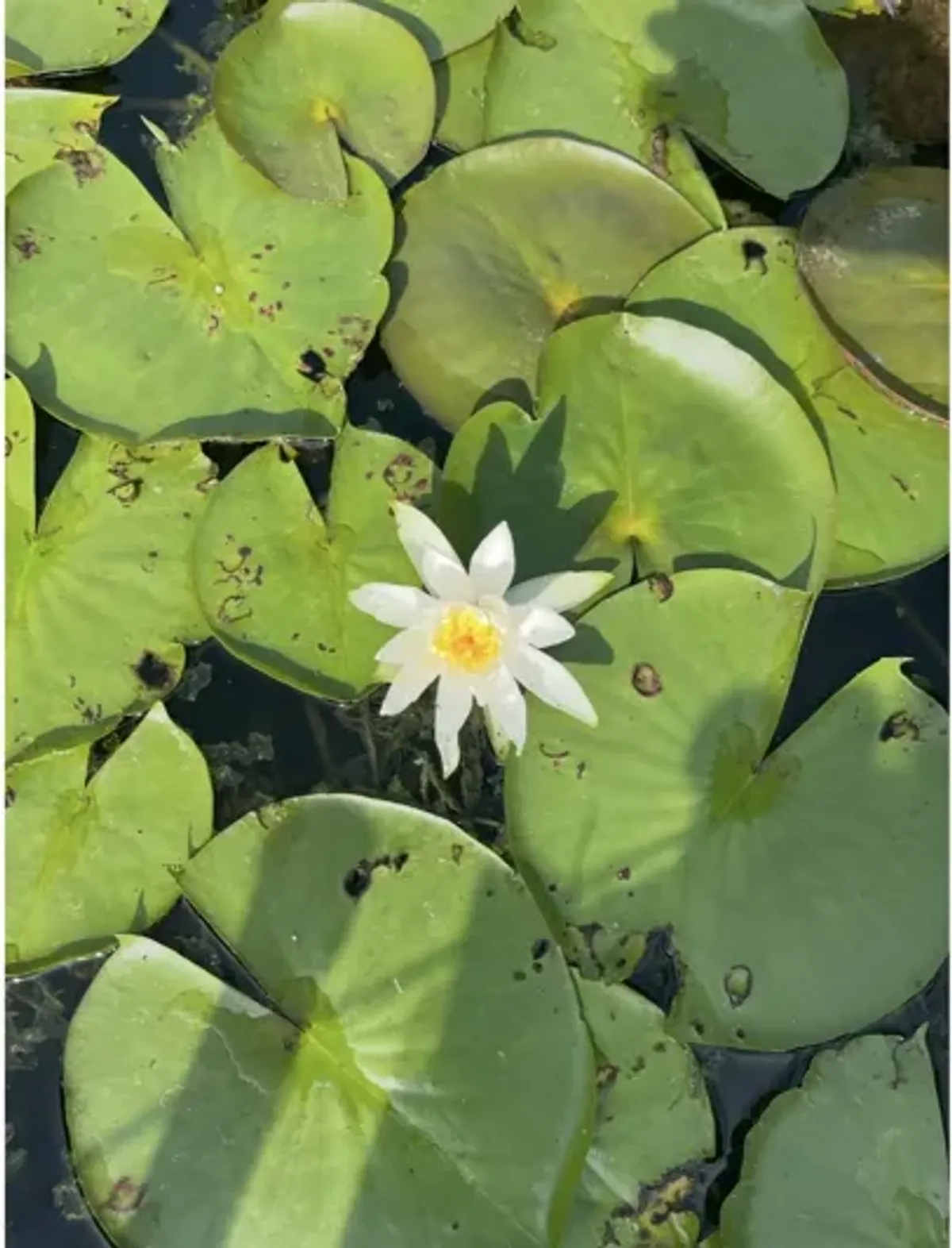 Lotus by Milah  Renee