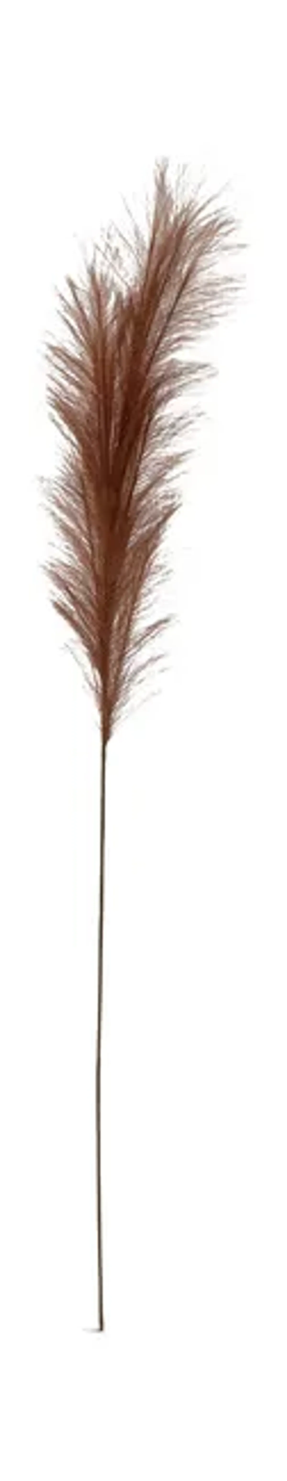 Pampas Grass Plume
