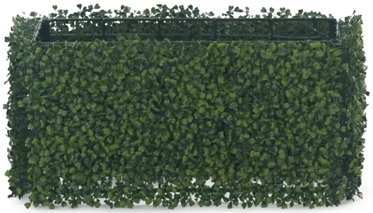 Boxwood Hedge - 24  