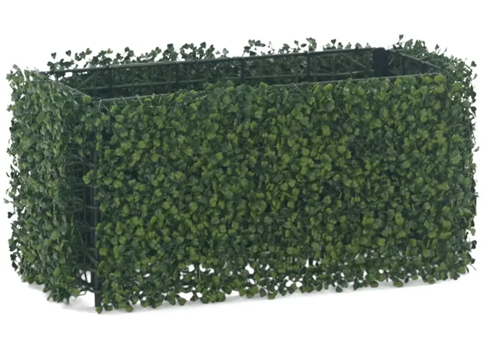 Boxwood Hedge - 24  