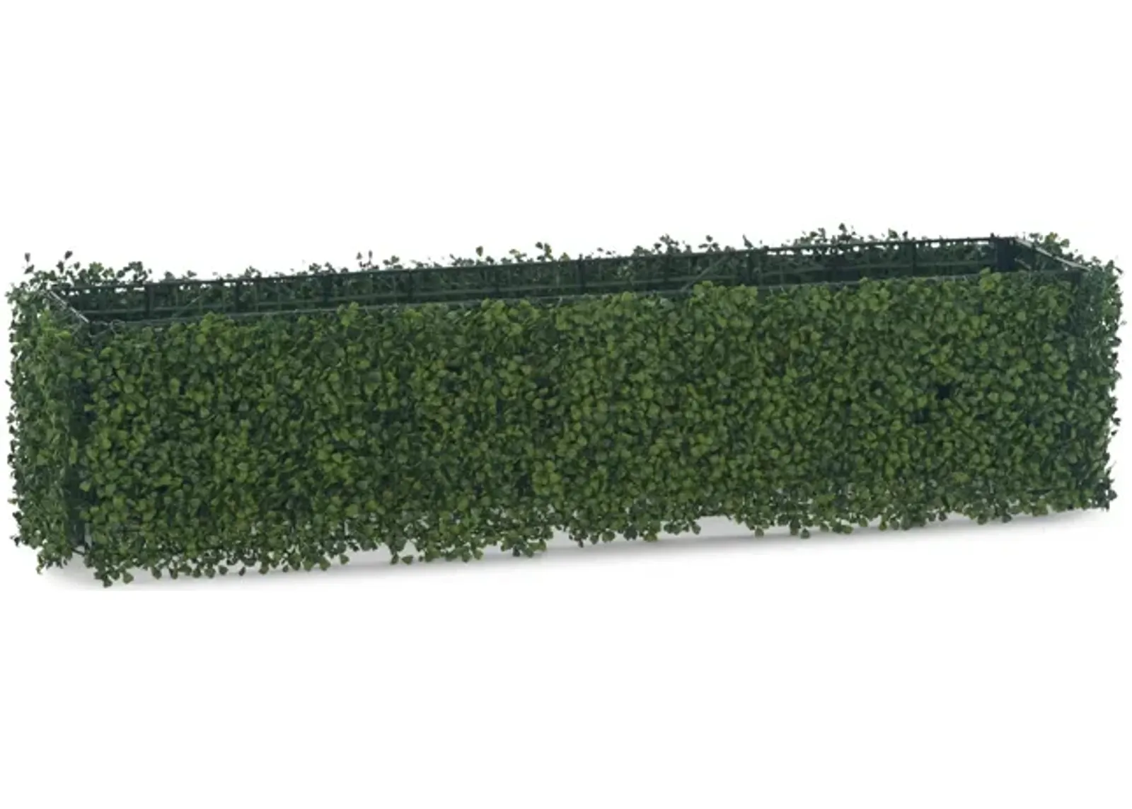 Boxwood Hedge - 48 