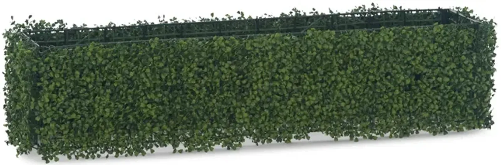 Boxwood Hedge - 48 