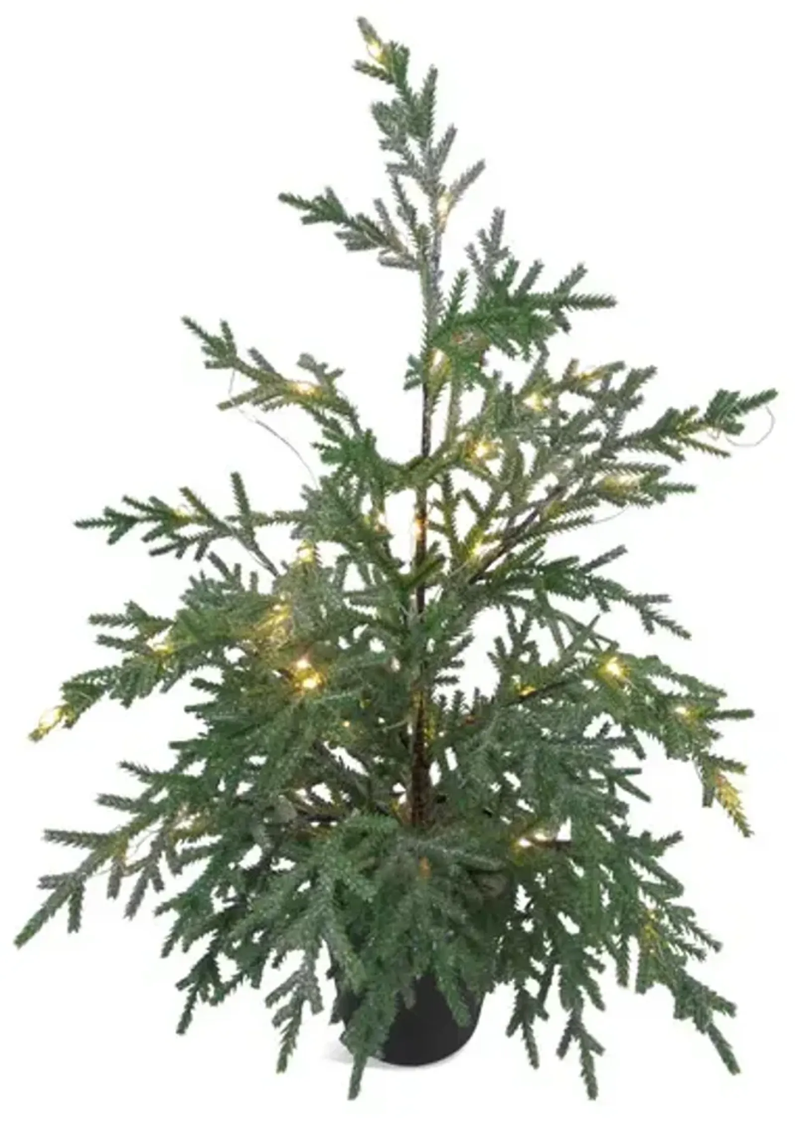 Christmas Tree 24  Short Needle Fir