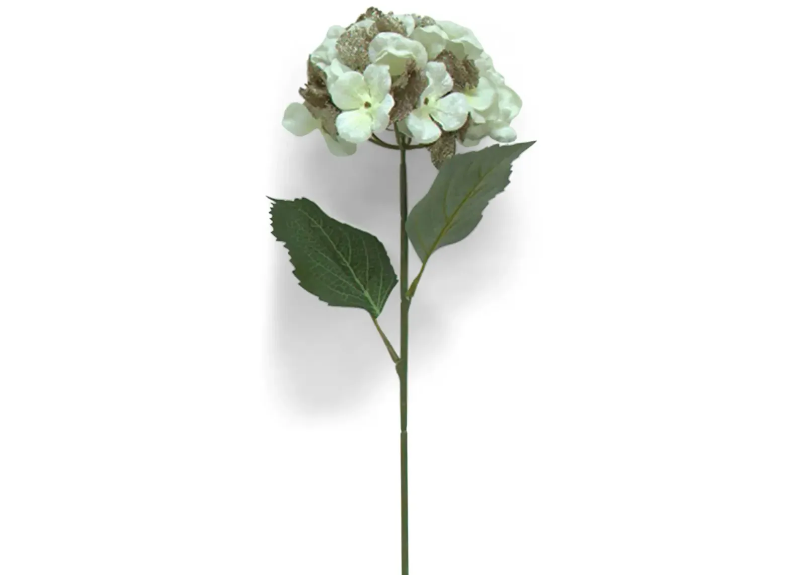 29  Hydrangea Stem