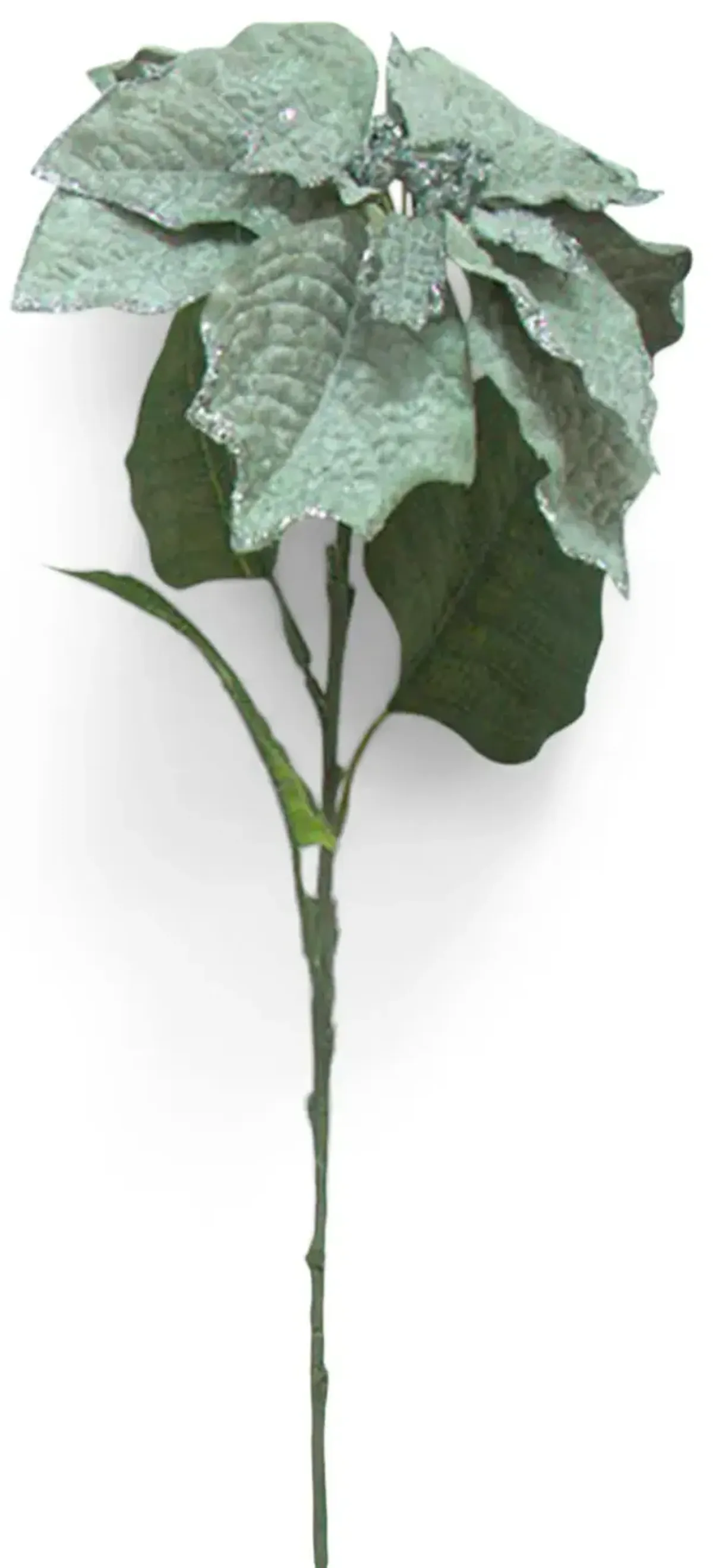 29  Poinsettia Stem
