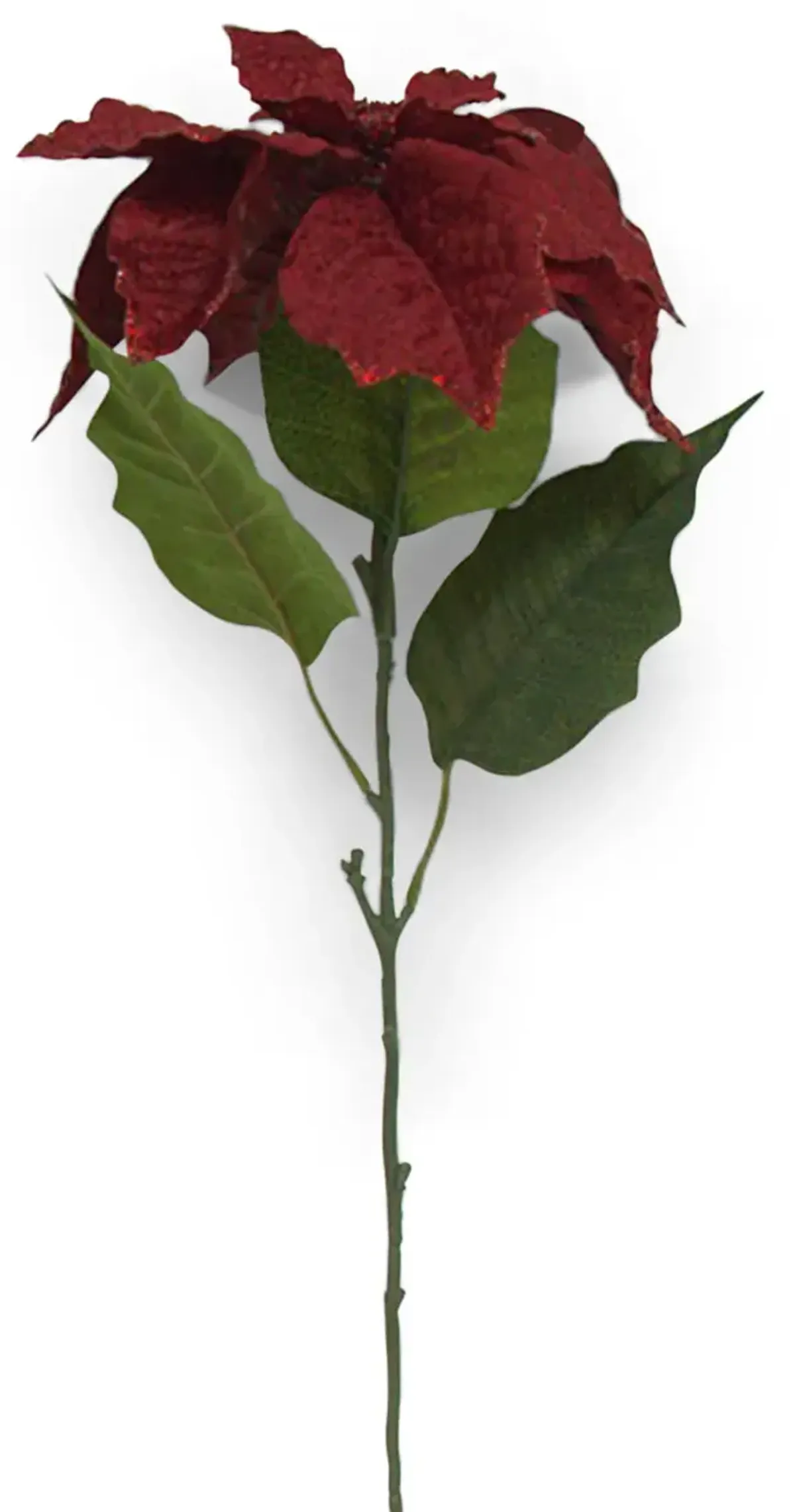 29  Poinsettia Stem