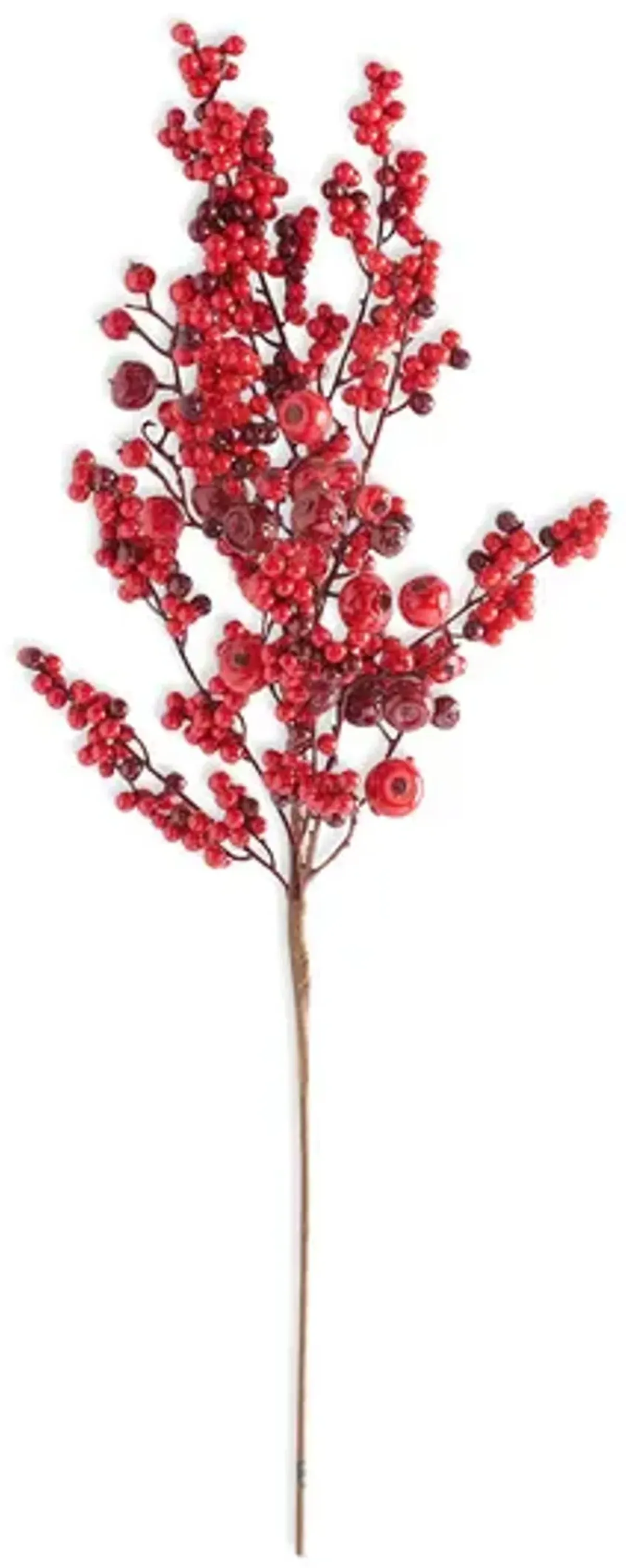 Rosehip Red Berry Stem