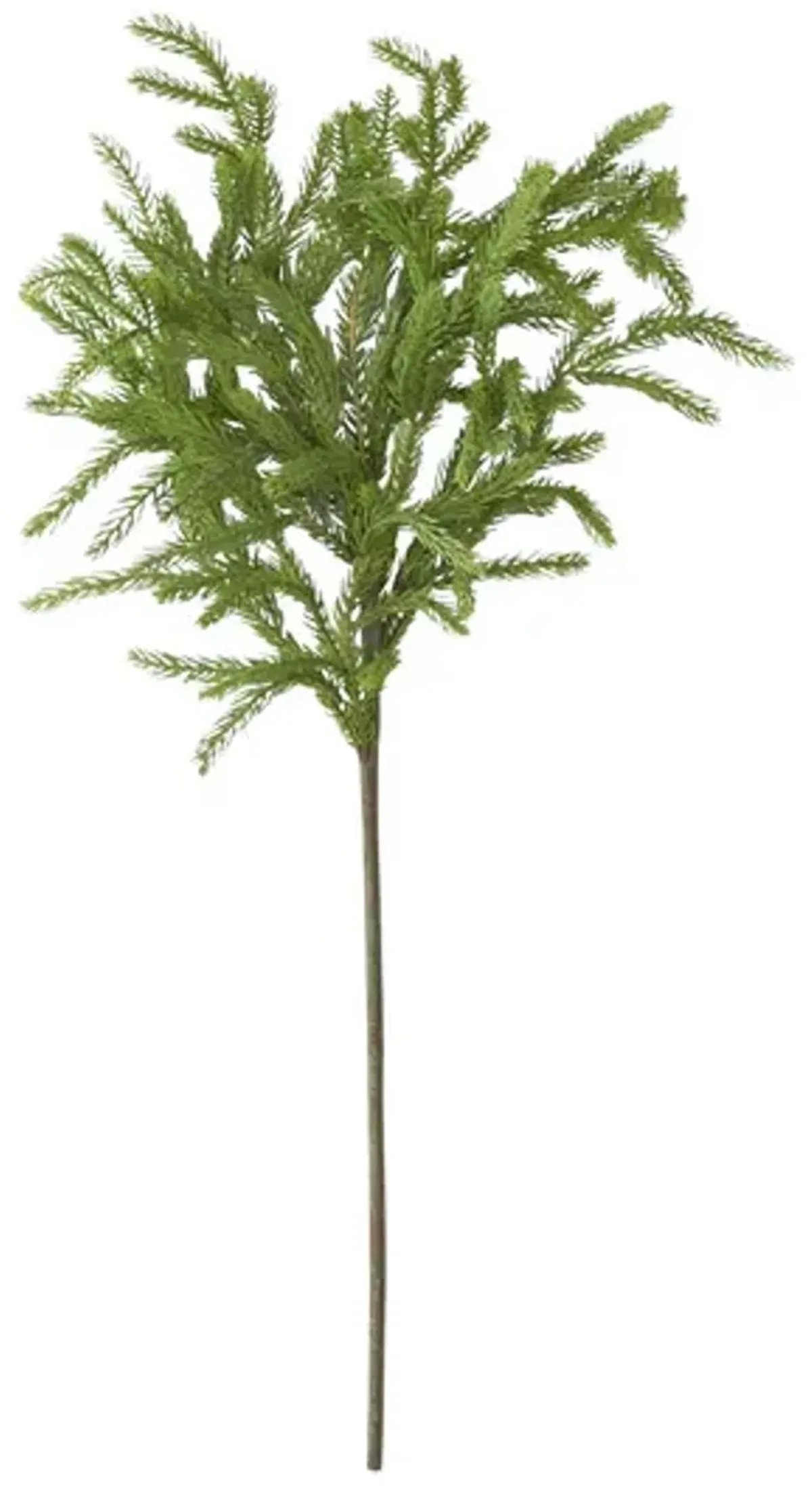 Norfolk Pine Stem
