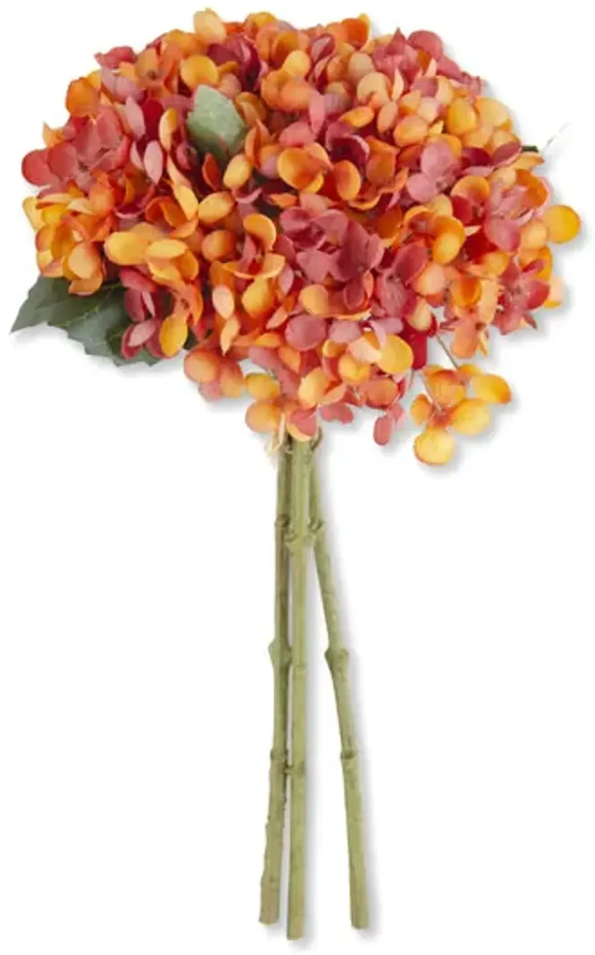 Orange Hydrangea
