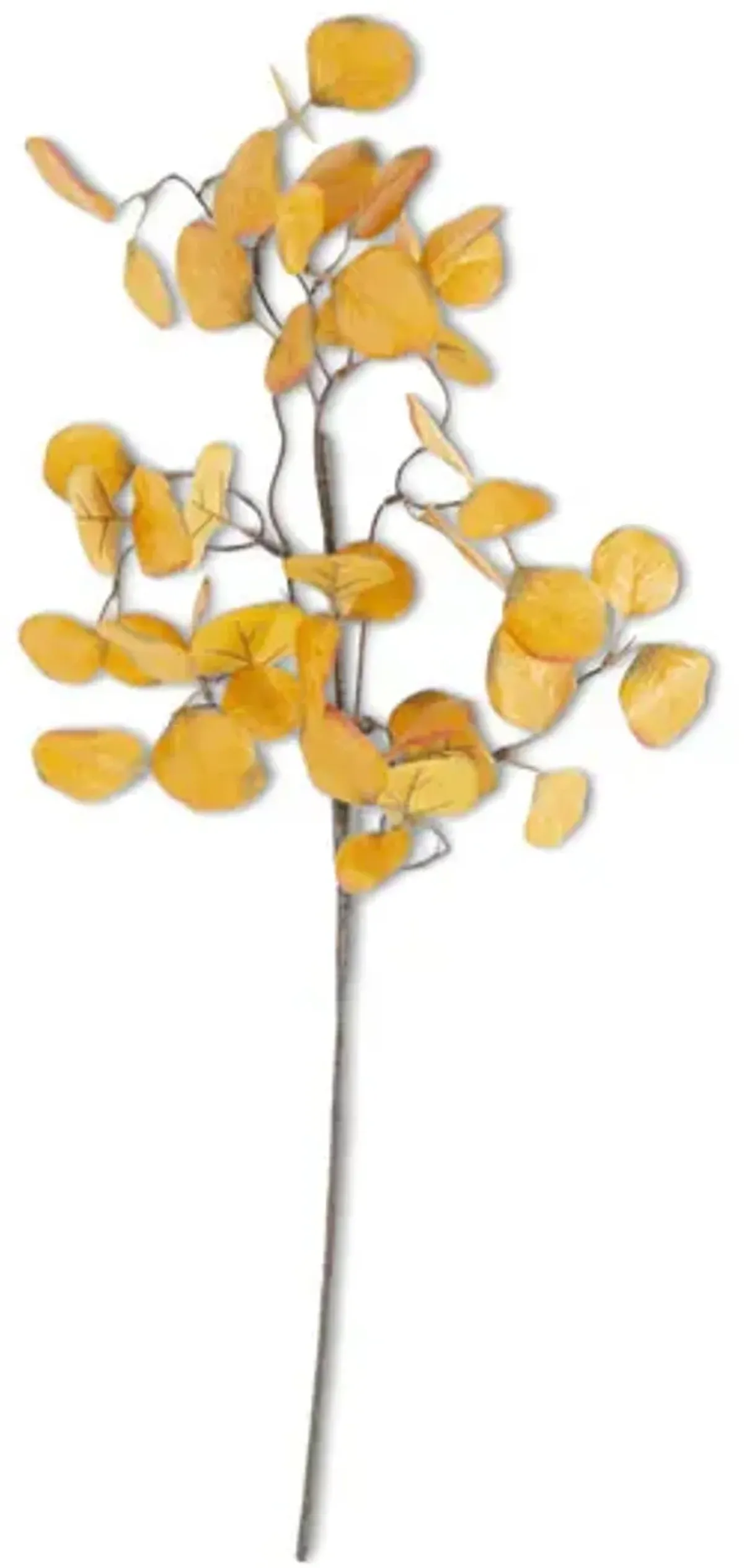 Yellow Eucalyptus