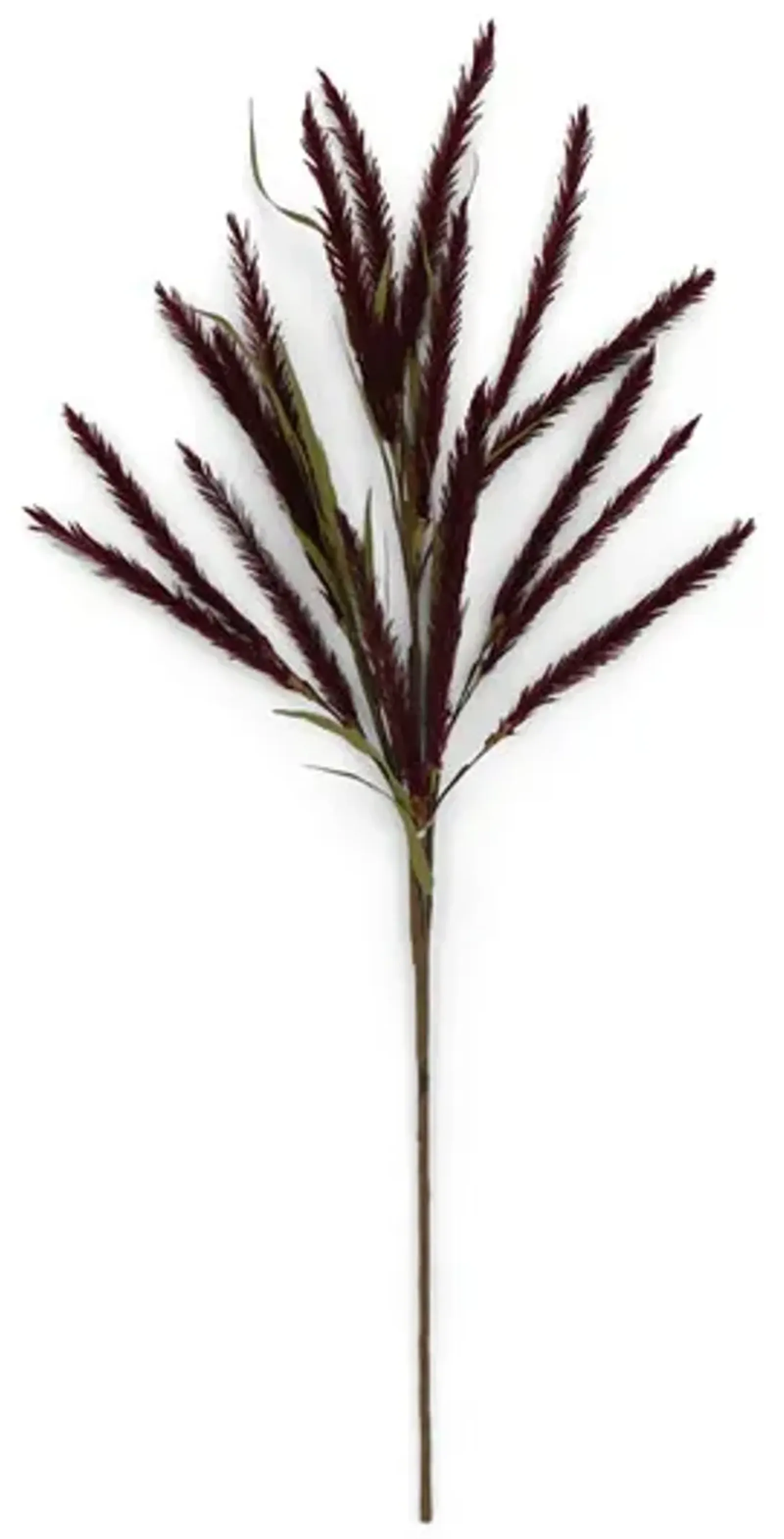 Burgundy Amaranthus Stem