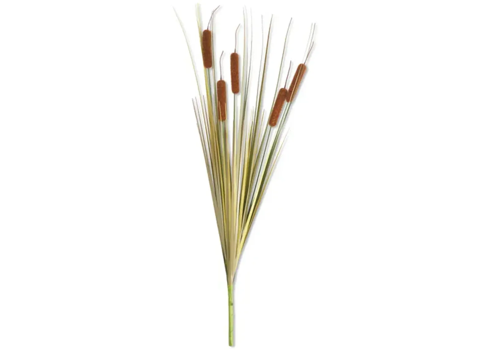 Cattail Stems