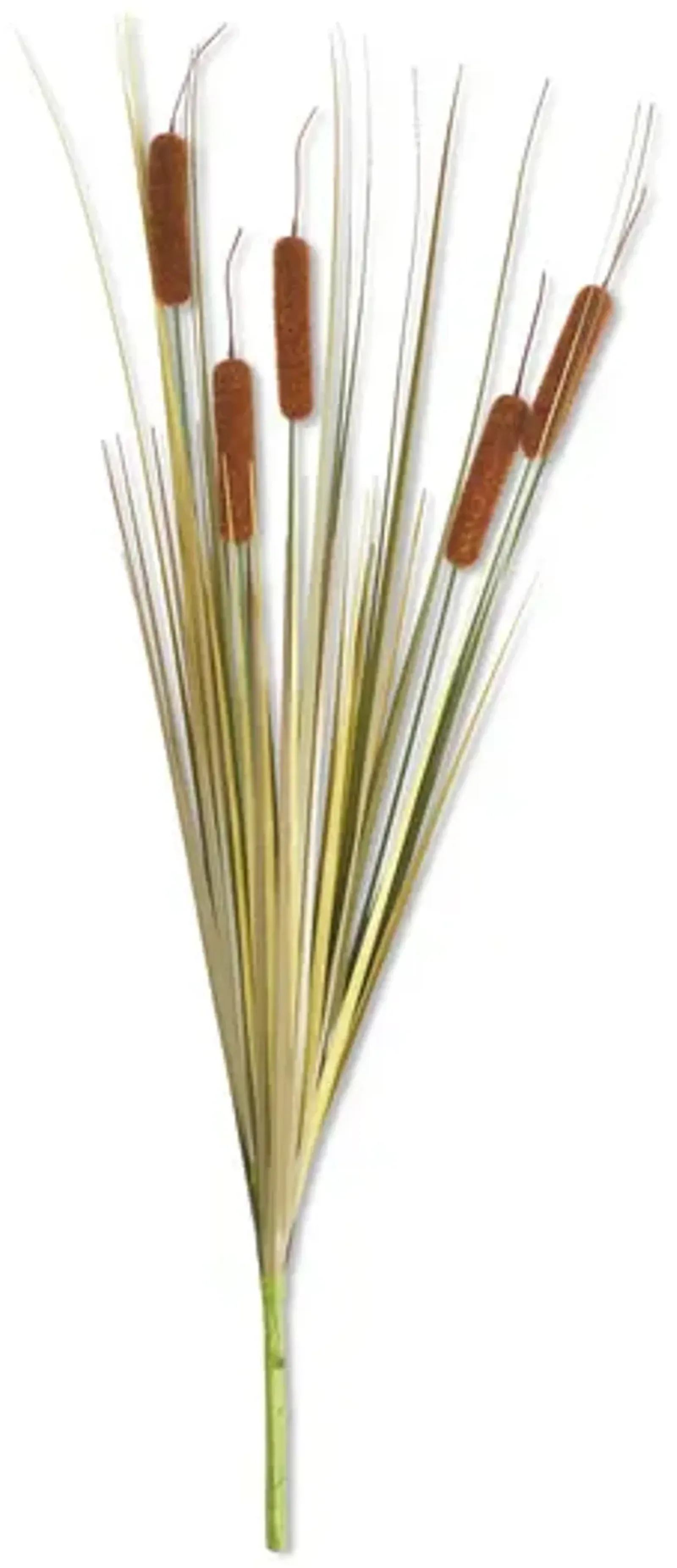 Cattail Stems