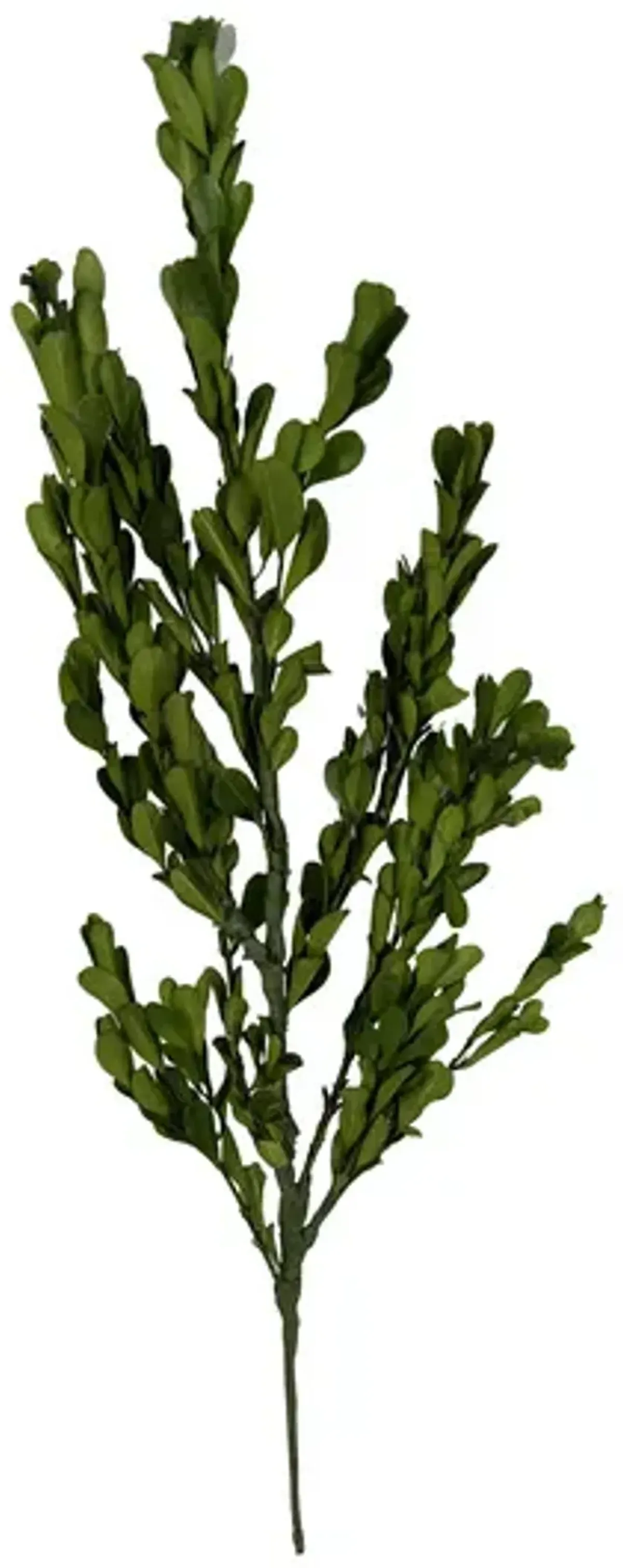 17  Leaf Branch Stem