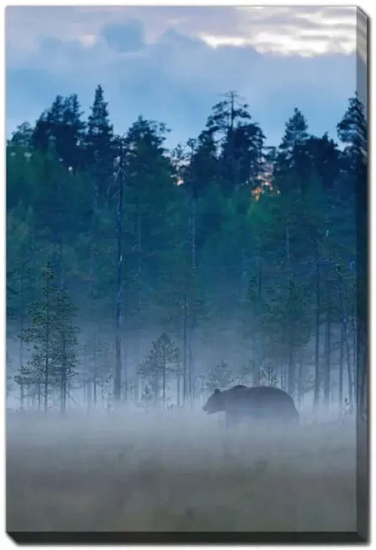 Foggy Forest Canvas Art