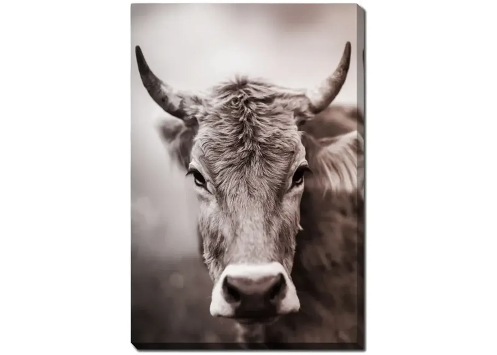 Sepia Cow Canvas Art