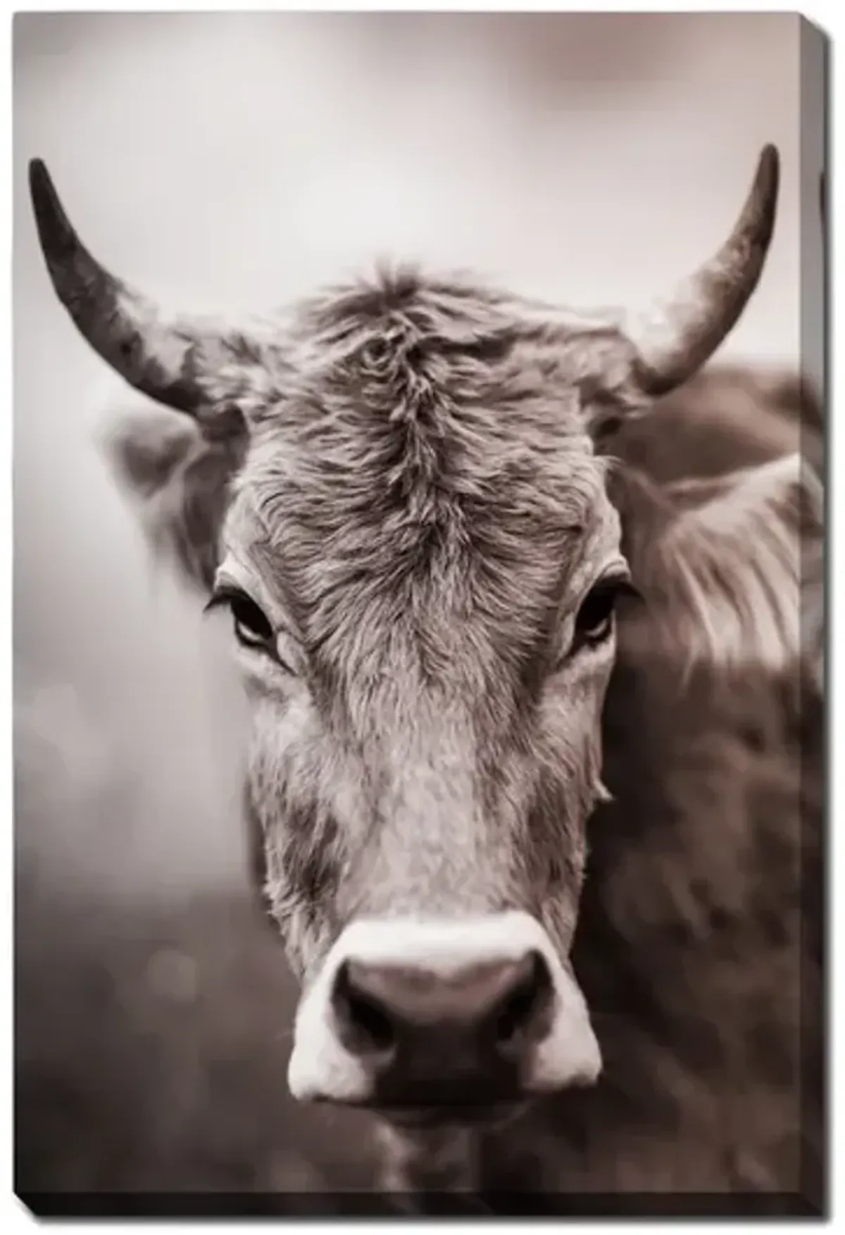 Sepia Cow Canvas Art