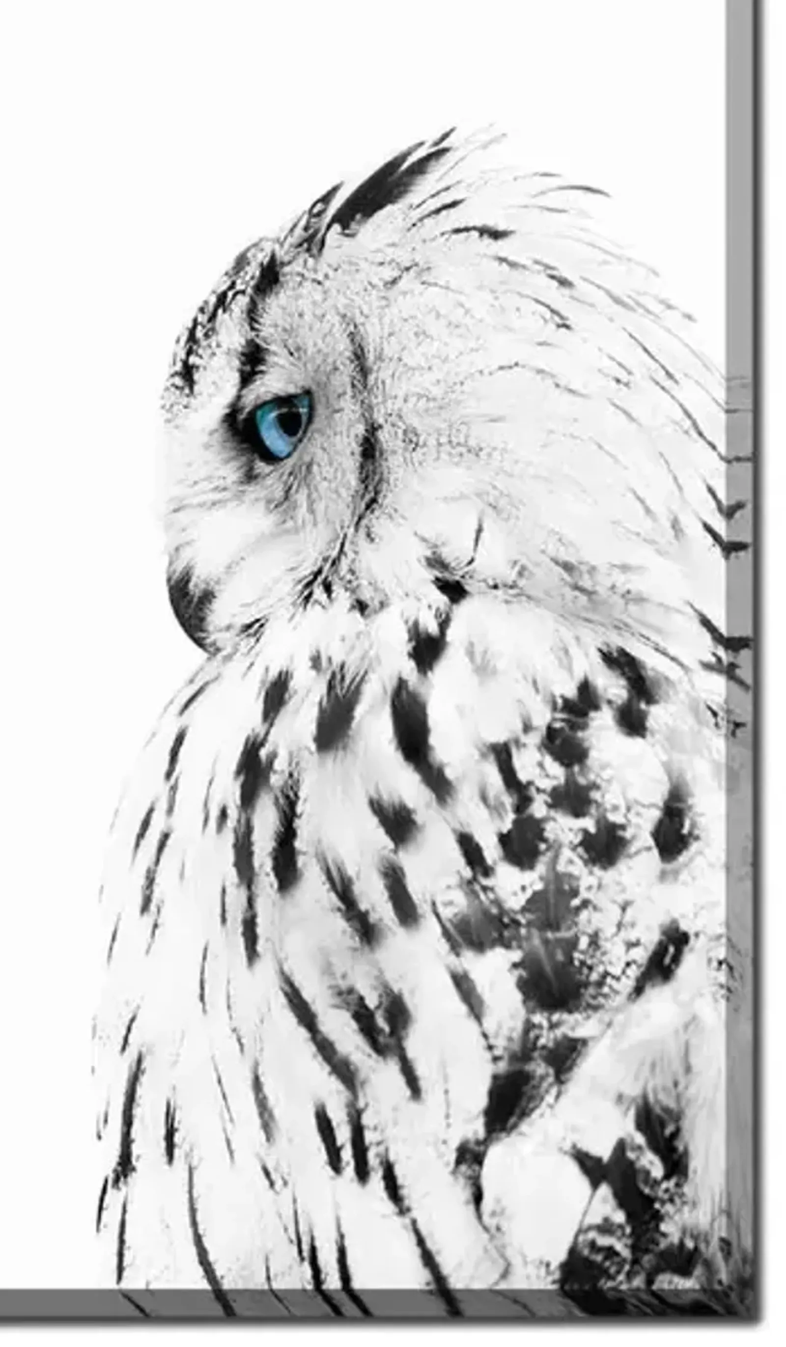 White Owl Profile Canvas Art