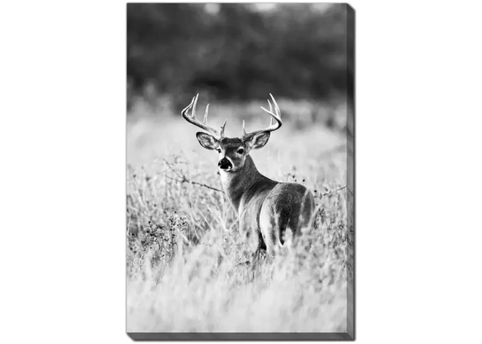 Grasslands Canvas Art