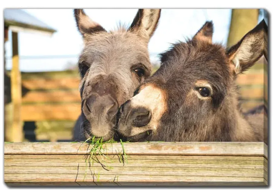 Donkeys Cuddling Canvas Art