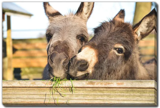 Donkeys Cuddling Canvas Art