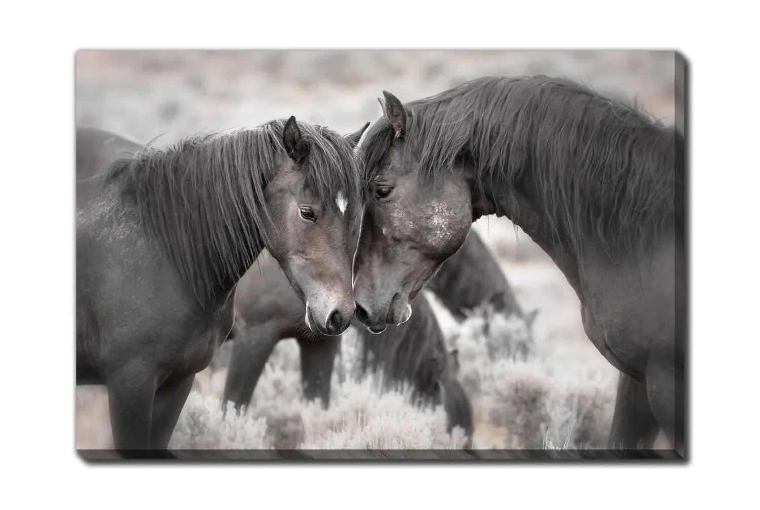 Wild Horses Canvas Art