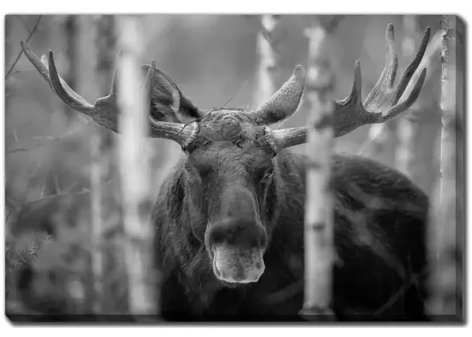 Mammal Bull Moose Canvas Art