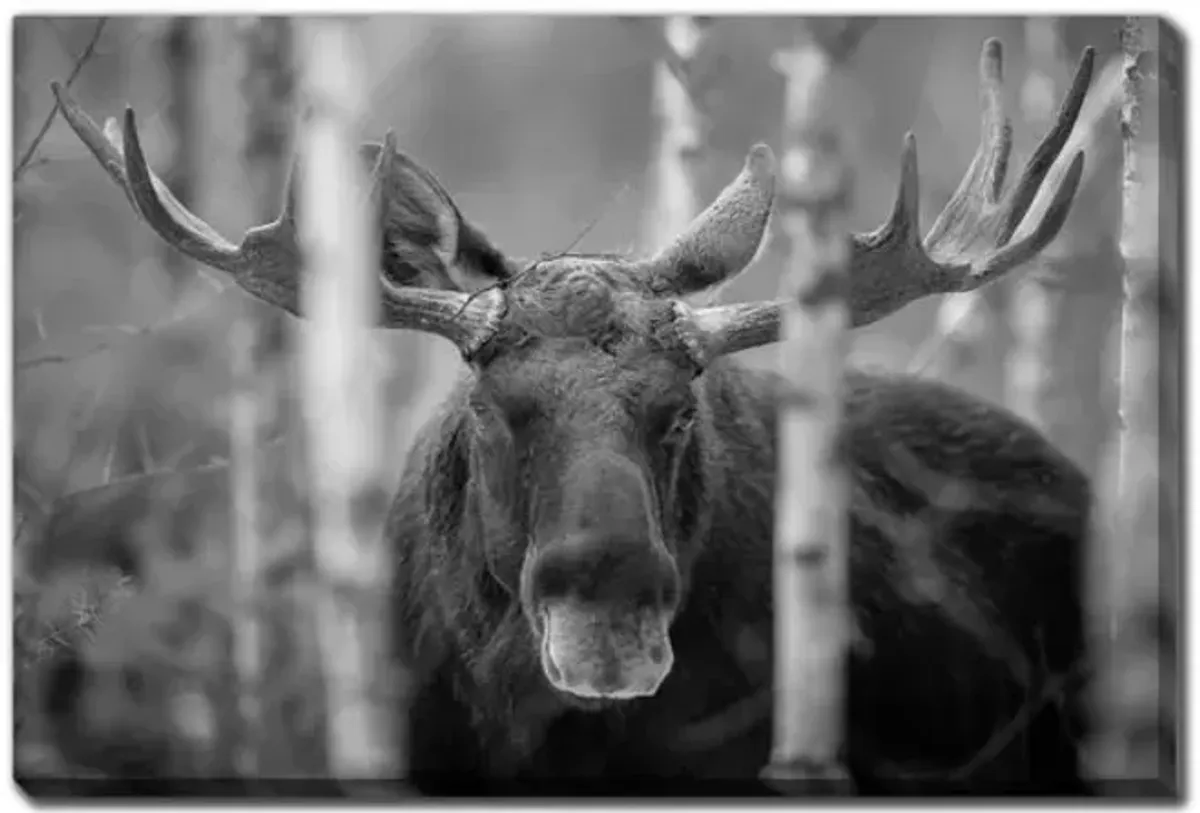 Mammal Bull Moose Canvas Art