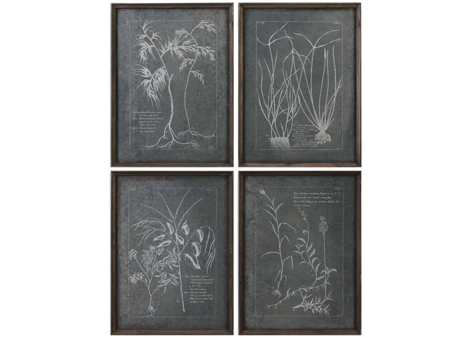 Root Study Framed Prints  Set of 4