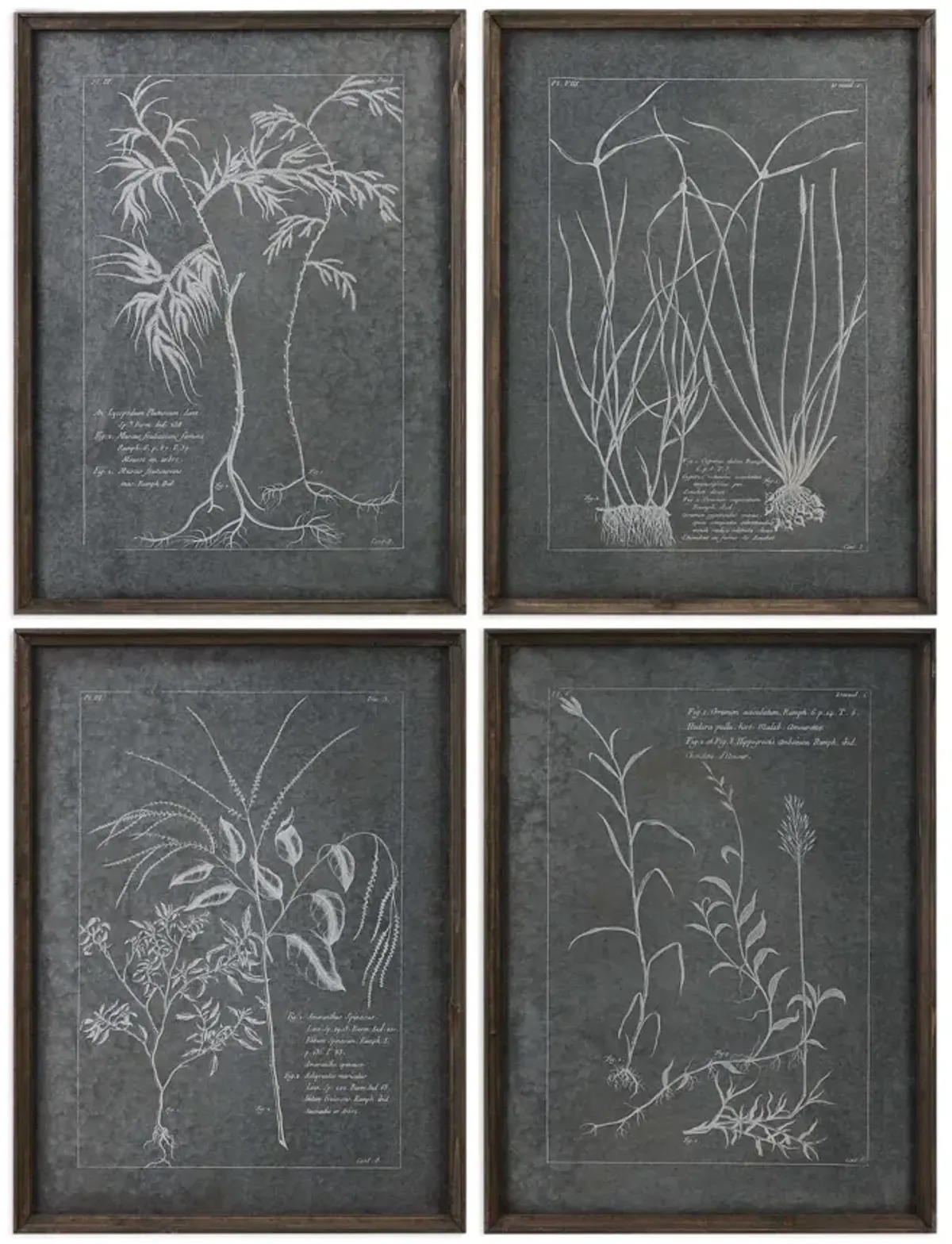 Root Study Framed Prints  Set of 4