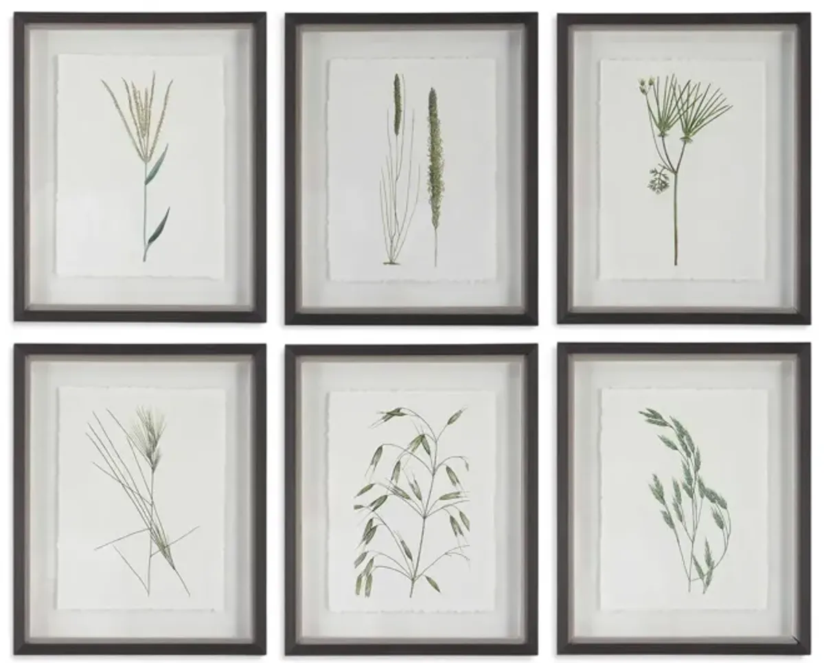 Forest Finds Framed Prints- Set of 6