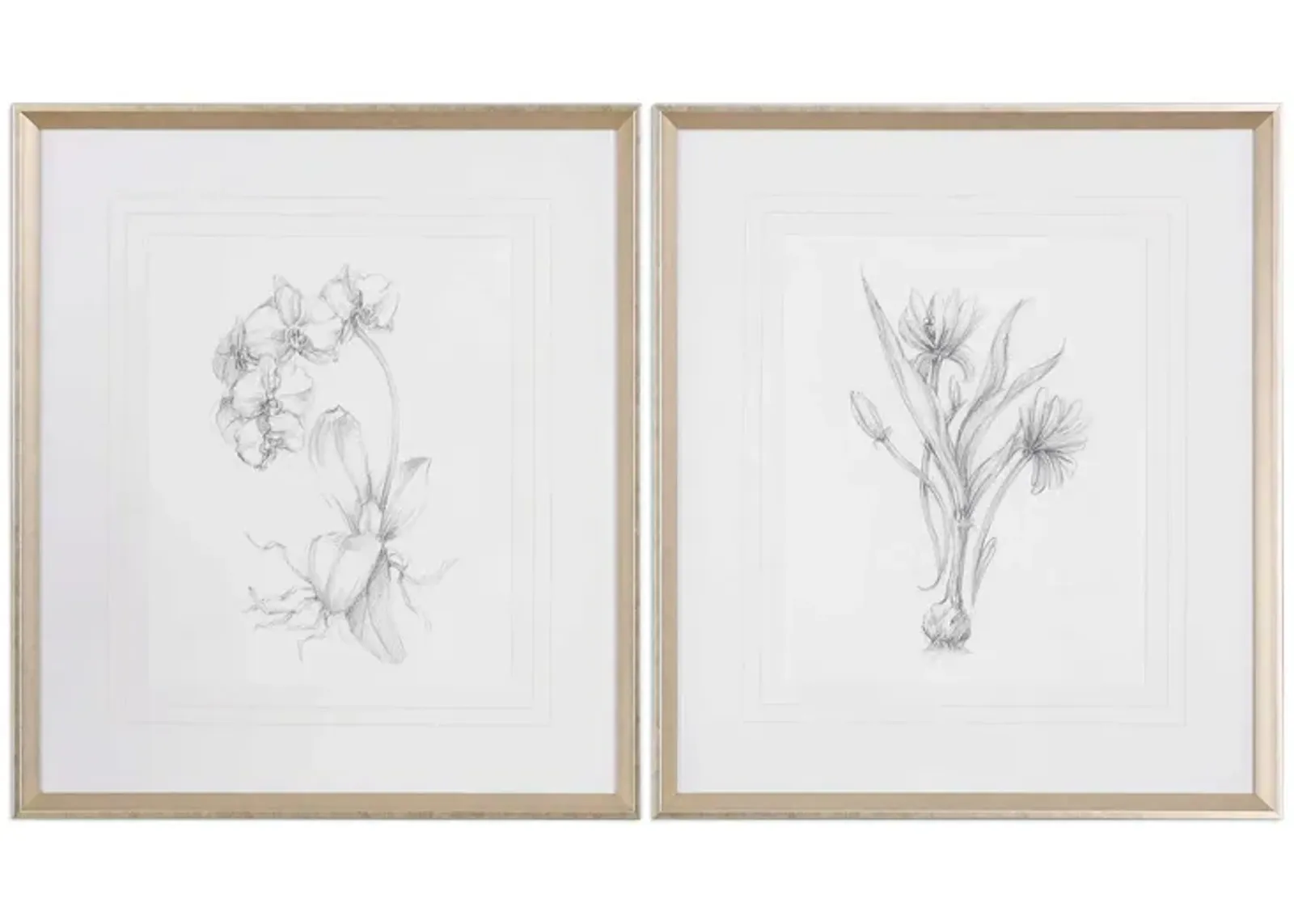 Botanical Sketches Framed Prints - Set of 2