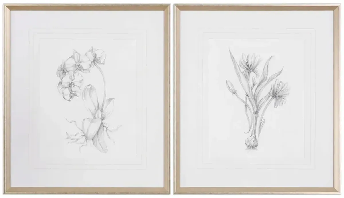 Botanical Sketches Framed Prints - Set of 2